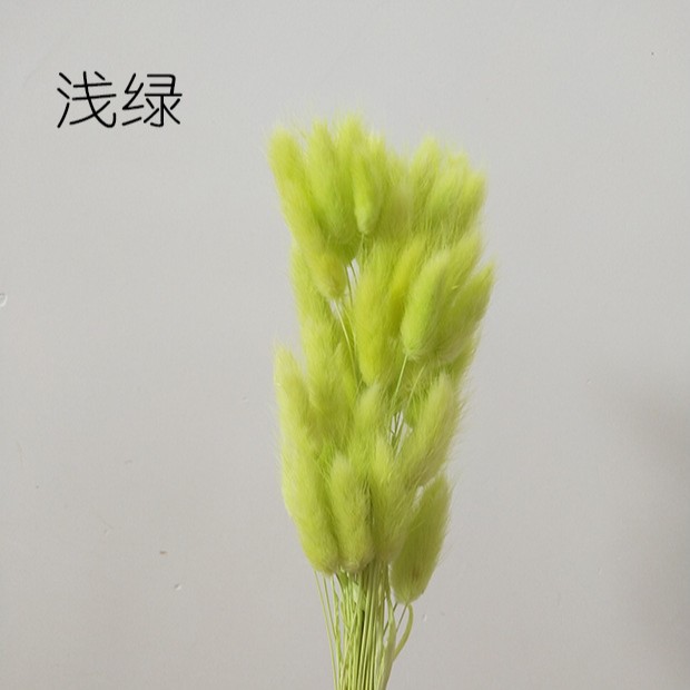 Hierba de cola de conejo flor seca hierba de cola de conejo blanco un montón de 50 piezas