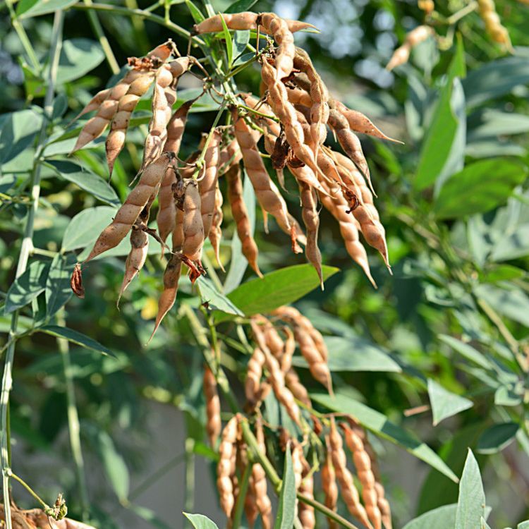 护坡灌木豆种子山毛豆木豆猪屎豆银合欢刺槐胡枝子紫穗槐多花木兰