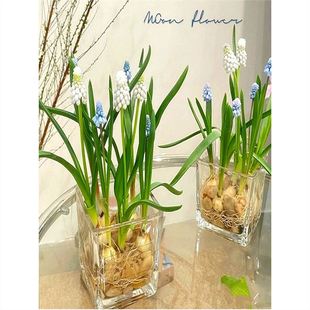 Hydroponic Grape Hyacinth Seed Bulb Package Flowering Hydroponic Indoor Potted Four-Season Perennial Cold-Resistant Lazy Flower Easy to Grow