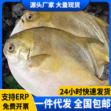 金鲳鱼鲳鱼鲜活新鲜冷冻海鱼金昌鱼平鱼银鱼白鲳鳊鱼冰鲜商用批发