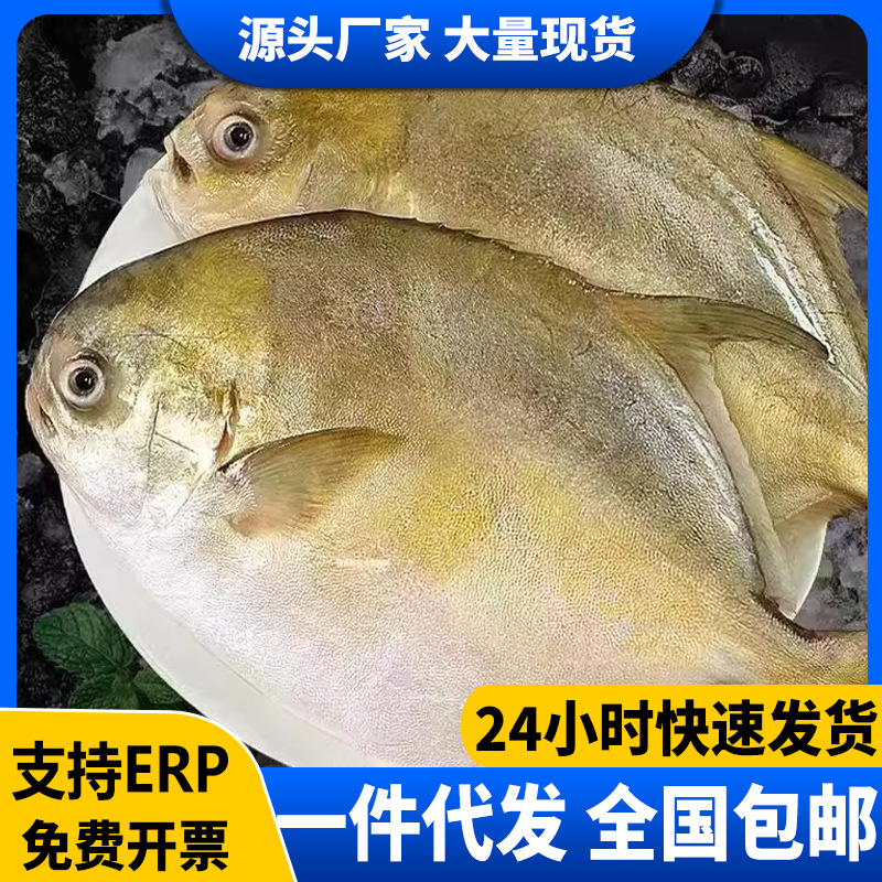 金鲳鱼鲳鱼鲜活新鲜冷冻海鱼金昌鱼平鱼银鱼白鲳鳊鱼冰鲜商用批发