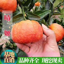 �޽Ӹ�����Ʒ�N�缧��������Ә���������Ϸ����Ե��ԷNֲ������