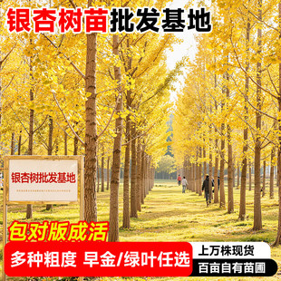 ���~�y�Ә���玧���׹�ͥԺ�e���G���ϱ����Nֲ�е�����w�����