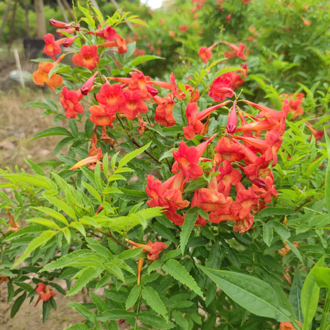 2305 Цветочный сад Поставка красных колокольчиков 1-1,5 метра в горшках сад цветет небольшой кустарник с длительным периодом цветения