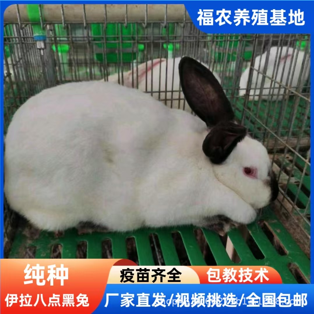 山东大型伊拉种兔繁育基地批发活体伊拉肉兔种苗正宗伊拉八点黑兔