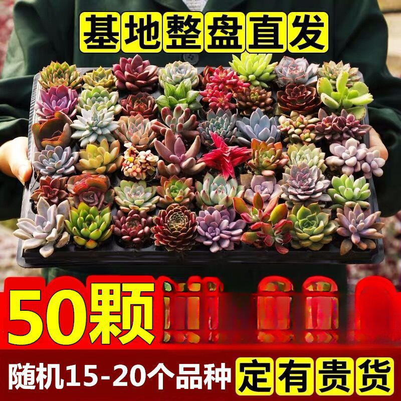 多肉植物卸売鉢植え組み合わせ花屋内ルビーエデナス高級多肉植物ガーデニング|undefined