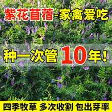 MϻޣNӶޣݷNļuZţ~