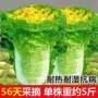 北京早熟春夏高产种籽