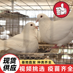 ������ۼ��N������������/����/�V������|��Ӗ�Bֳ���g|�����\