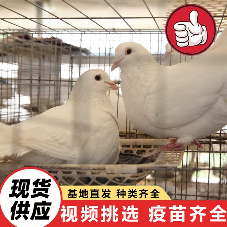 Базы размножения продают большое количество американских племенных голубей