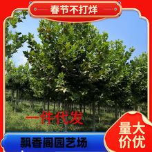 һ�����l������ͩ�������ͥԺ����L�����е��G����ľ�Ї���ͩ