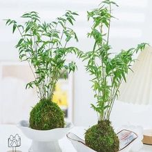 ̦�\��ֲ������t�^���������ˮ���辰�͏d�҃������^�p��������