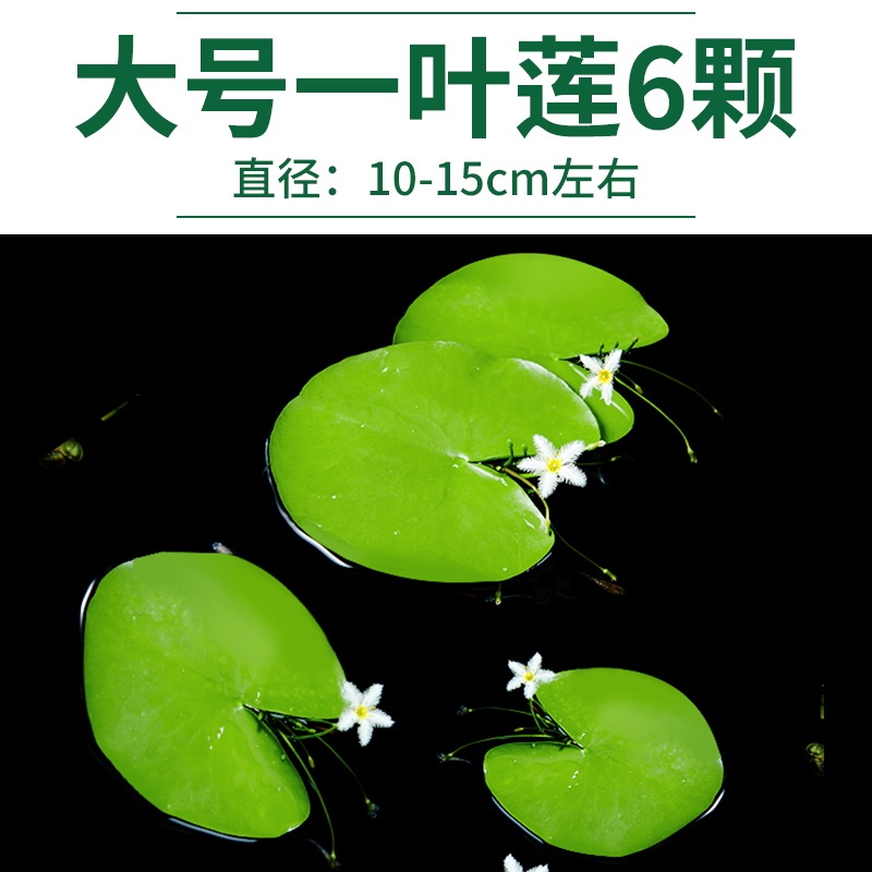 水藻、水草、水槽、水耕栽培、一葉蓮、ウォーターヒヤシンス、ウォーターハイビスカス、古代の養魚と造園、酸素化された本物の水草|undefined