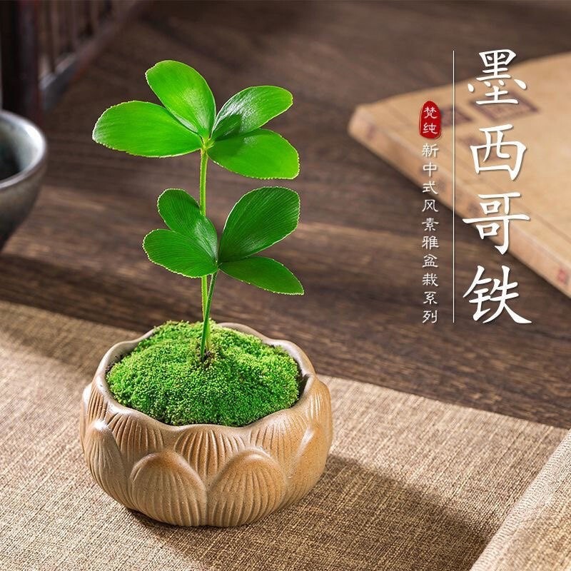 Lucky Four-Leaf Clover Mexican Ironwood Zen-Style Small Potted Plant Indoor Office Air-Purifying Creative Desktop Ornament Lucky Four-Leaf Clover Mexican Ironwood Zen-Style Small Potted Plant Indoor Office Air-Purifying Creative Desktop Ornament