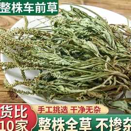 云南野生整棵车前草500g新鲜无硫青色车前草干泡茶可搭配蒲公英茶