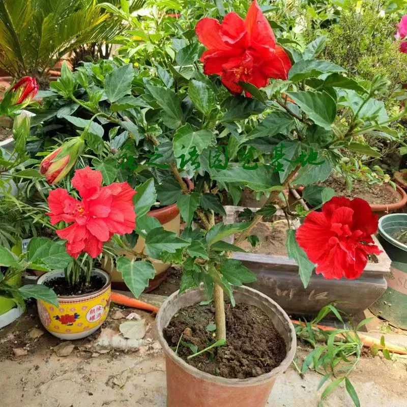 Саженец гибискуса с двумя лепестками во дворе саженец гибискуса в горшке большой цветок двухцветный гибискус пион цветок гибискуса в течение многих лет Большой саженец гибискуса Саженец