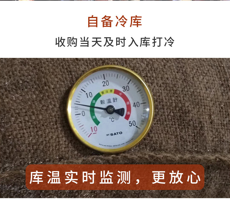 正宗迁西板栗,老树栗子河北迁西生鲜油栗批发,糖炒栗子香甜软糯板栗