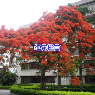 ���F��ľ�{��麘��� �{�F���P��ľ�t�����ͥԺ�ֵ��L���仨ľ��
