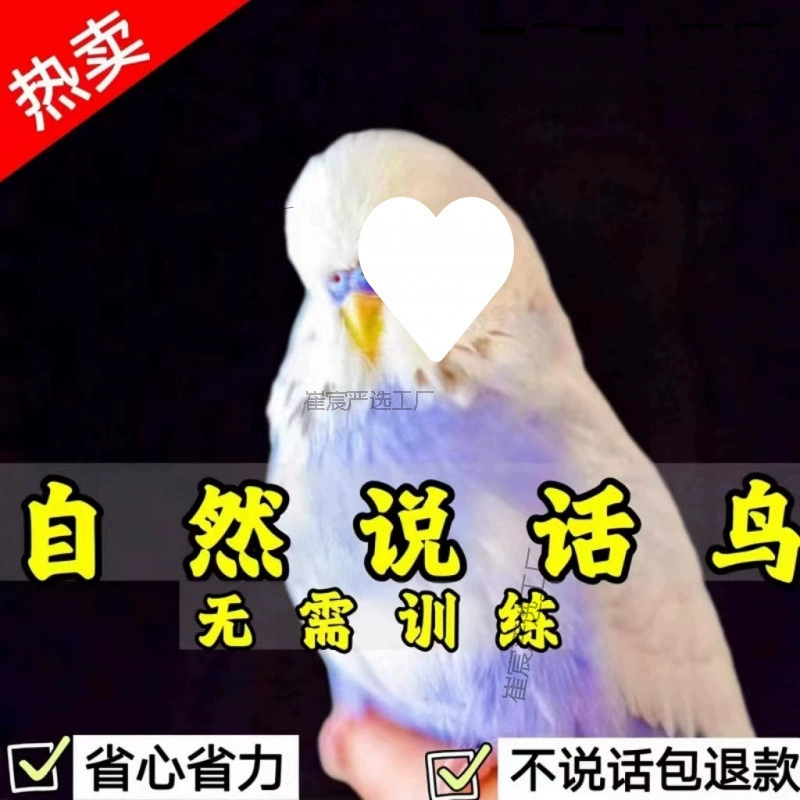 Вольерный попугай с большой головой, живая черная птица, говорящая птица, молодая декоративная птица-питомец, корелла, молодая декоративная птица-пион