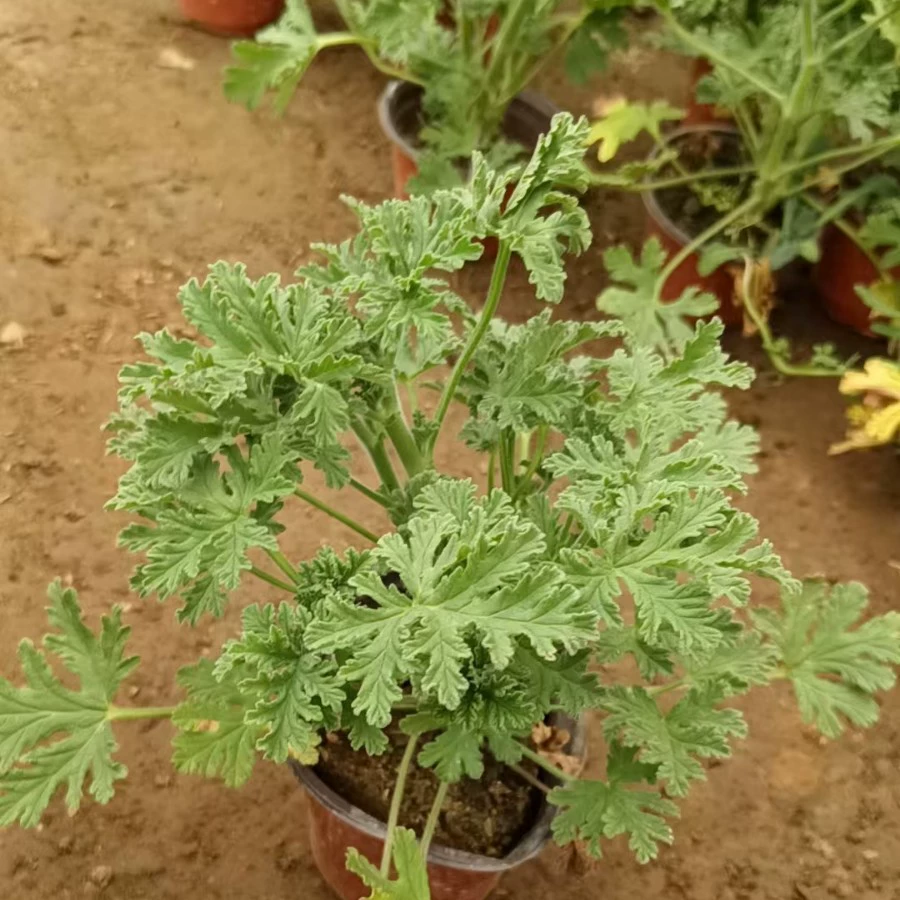 Отпугивание комаров в горшечных растениях на открытом воздухе