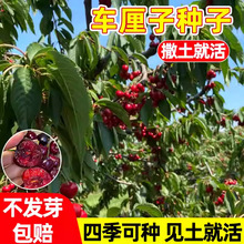 ܇ӷNںشNļNֲ߮a׻ԙҹ