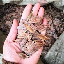 杜仲种子批发杜仲树种子批发树皮可入药基地直发量大从优