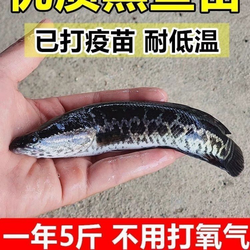 黑财鱼生鱼淡水斑鱼鱼苗乌鳢冷水乌鱼凶猛养殖特大观赏鱼好养