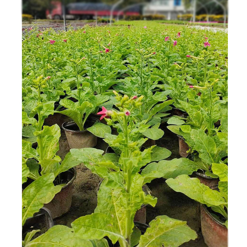 花烟草盆栽花卉 美花烟草 长花烟草 大花烟草 成都园林绿化苗木