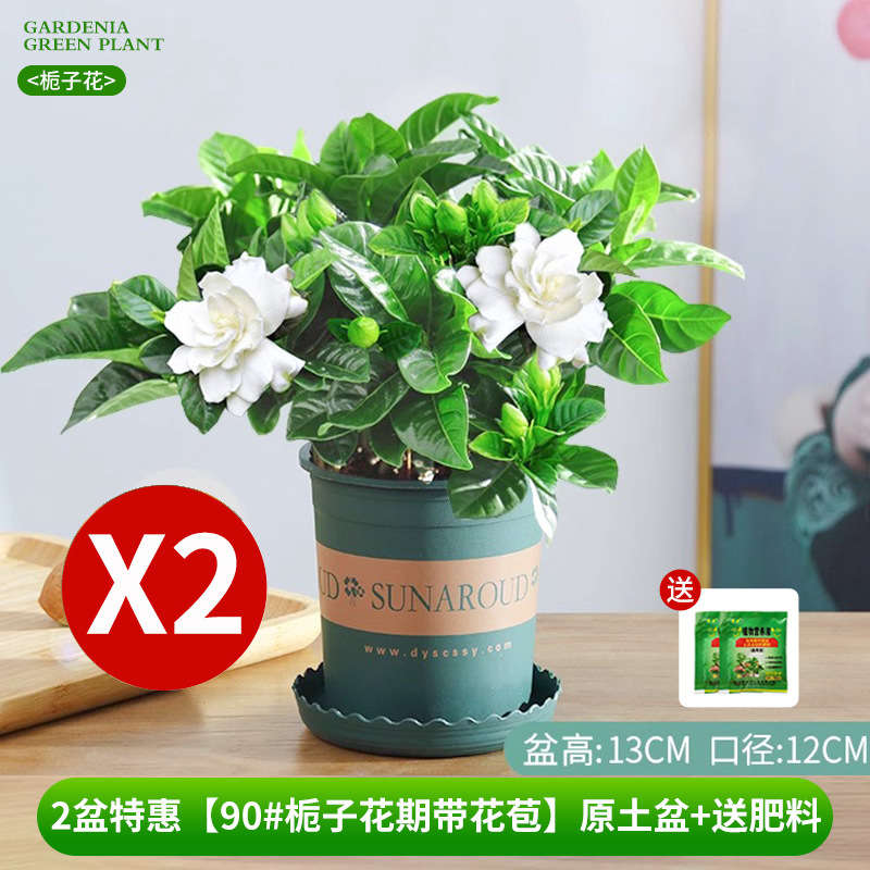 Oferta especial de 2 potes [90 # Gardênia em flor com botões] Pote de galão + fertilizante grátis
