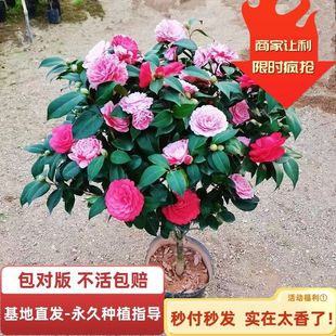 һlɽ軨ذ軨҃Bļ軨ͥԺϘ