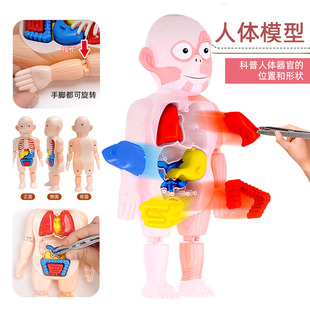 Science and Education human organ model DIY assembled children's toy medical experiment teaching aids human organ model