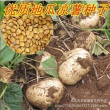 ���عϷN�ӡ������N���߲˷N�����Rɽ�����عϷN���ش����N