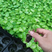 Դ�^�S�ҹ���΢���^�҃�ȤζС���Խ�ͯ�ӺϹ���@�ֻ��ܷN�����l