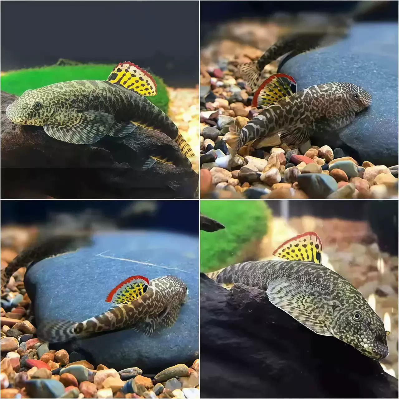Оформительские рыбы Цин Даофу маи ци sucking loach каракатица скалная трубопроводная pipy рыба пресноводная холодная вода и водоросли Crock стена чистящая рыба инструмент рыба