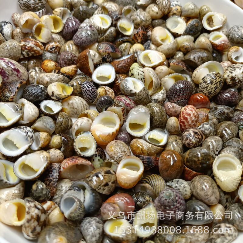玉女蜑螺天然贝壳海螺海星diy寄居蟹房子换壳鱼缸相框配饰 厂家|undefined