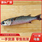 潮汕正宗乌鱼批发 鲜活海捕乌鲻鱼新鲜海鱼梭子鱼乌头鱼海鲜水产