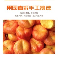 蒙阴产地直发黄金彩虹油蟠桃新鲜黄心油桃脆甜时令当季水果桃批发