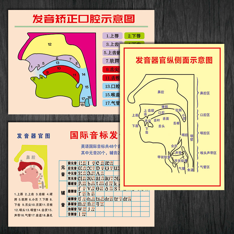 Pronunciation correction mouth schematic diagram Hanging map…