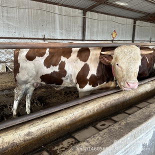 ��ţ�ّ��д�ĸţ���������Sţ���T����ţ���Bֳ�����깩��