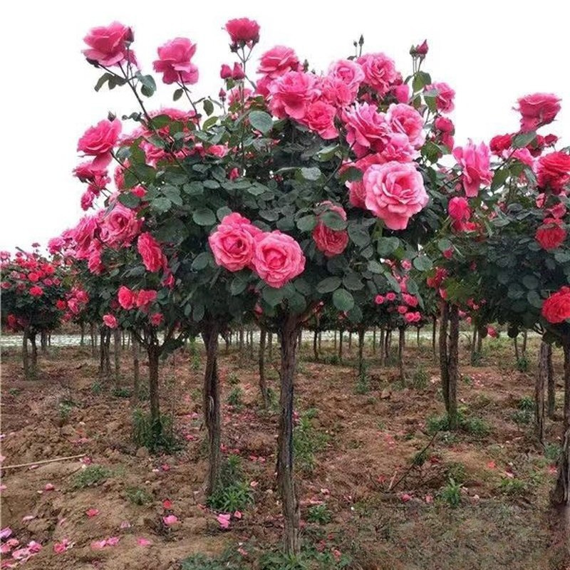批发 树状月季  花苗 高杆树形月季 高杆嫁接月季树苗 基地价格