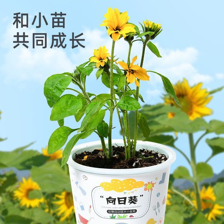 Niños crecen pequeñas plantas de maceta estudiantes de observación de girasol fresas diy juguetes adornos de mesa al por mayor