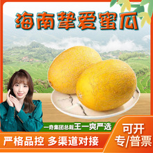 【严选】海南挚爱蜜瓜 代发5斤礼盒爆甜黄金蜜瓜哈密瓜新鲜水果