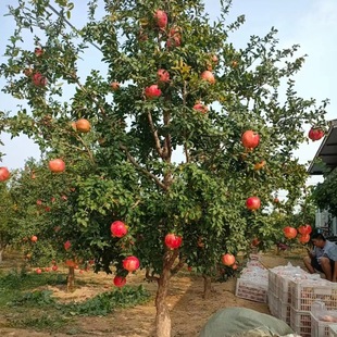 ���Ԯ���Y��ͻ��˹ܛ��ʯ����؏�3����5̩ɽ�tʯ�����