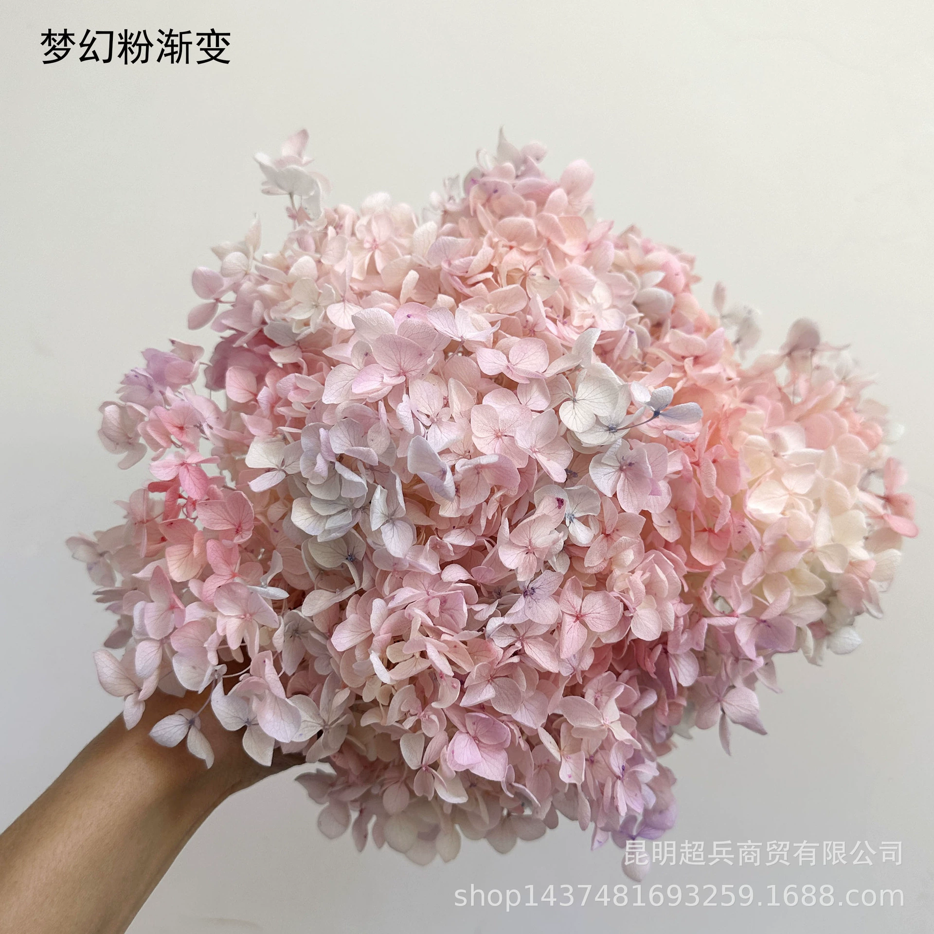 [Вечная Life Flower Hydrangea] Анна Градиентный цвет Лист Hydramid Книга цветов оптом DIY цветочная коробка материал для просмотра