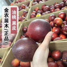 ��Ʒ�N�ش����Ҙ����6�O�����Ƥ158�������̿�^�������Ҙ���