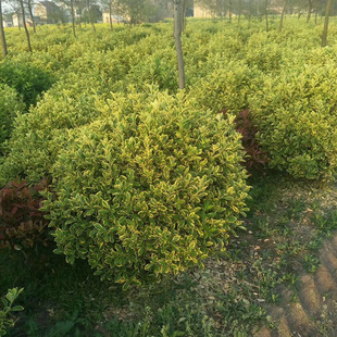 �������l ��Ʒ��߅�S���� ��߅���~�S����lì�� 80����-3��