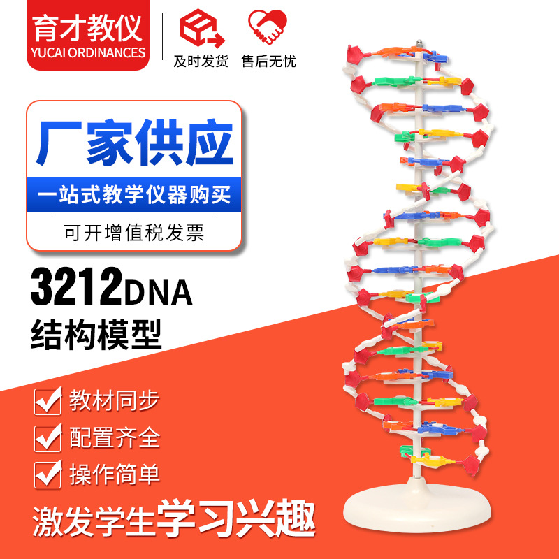 3212 DNA结构模型 大号生物脱氧核苷酸链碱基遗传基因教学器材