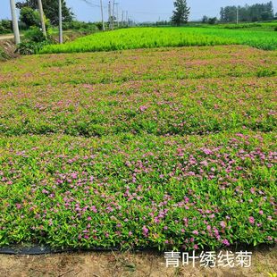 Nursery Supply, Hemp Leaf Spirea Seedlings, Landscaping Projects, Seedlings, Color Block Greening Seedlings and Cutting Seedlings Wholesale