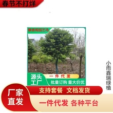 小叶黄杨苗瓜子黄杨冬青苗金叶女贞球苗红叶石楠黄杨球庭院篱笆苗