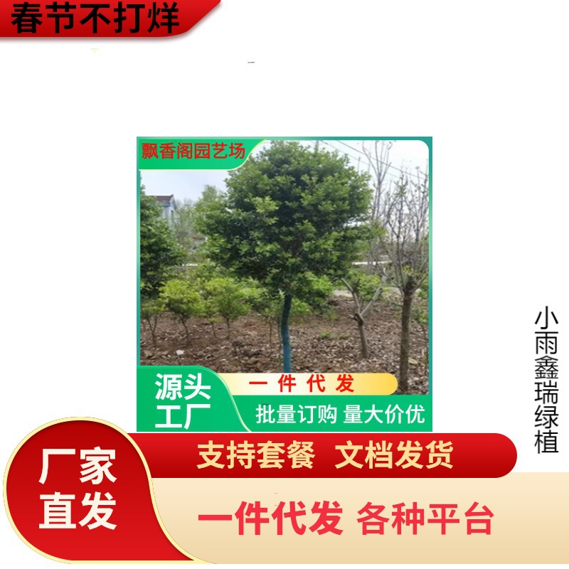 小叶黄杨苗瓜子黄杨冬青苗金叶女贞球苗红叶石楠黄杨球庭院篱笆苗